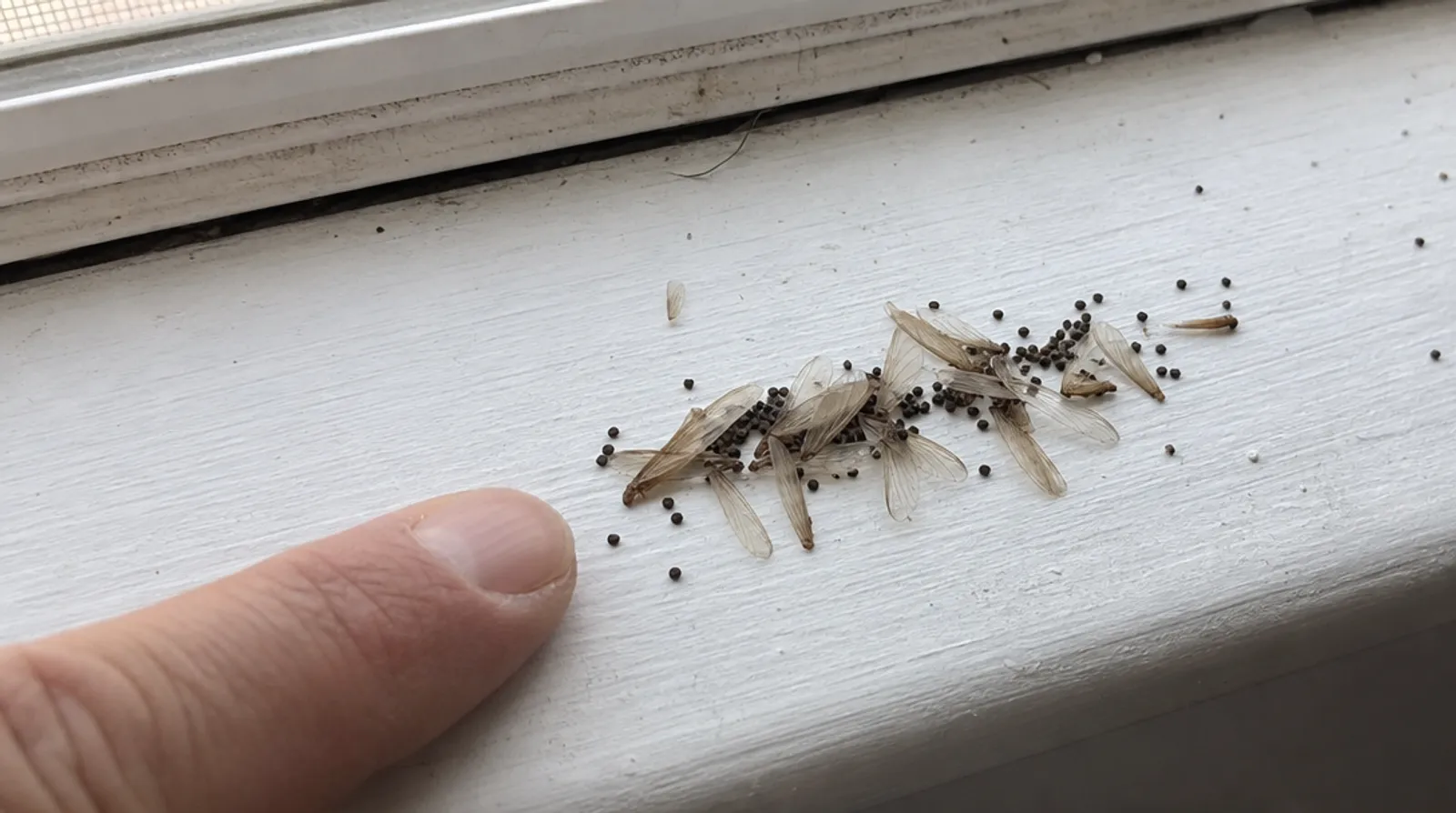 Small piles of termite frass pellets and discarded swarmer wings on a wooden windowsill